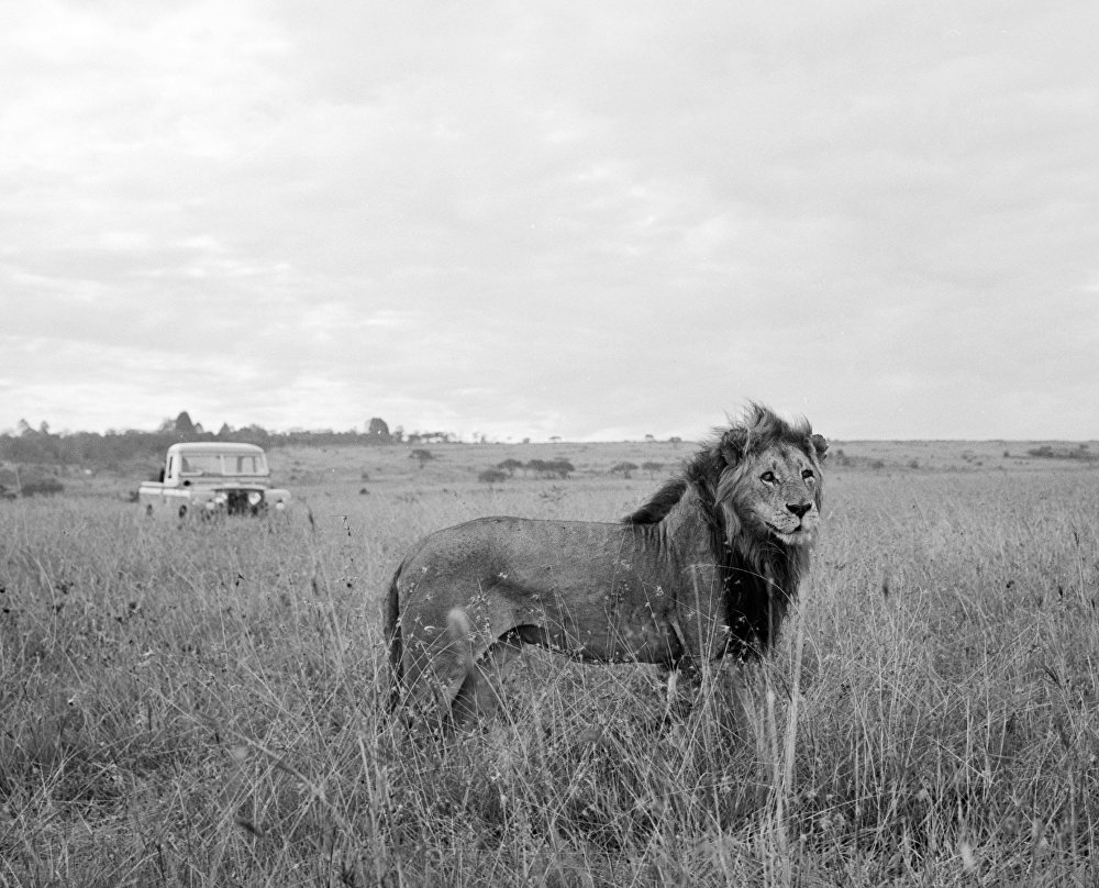 Охотник, убивший знаменитого льва Сесила в Зимбабве, вернется к работе