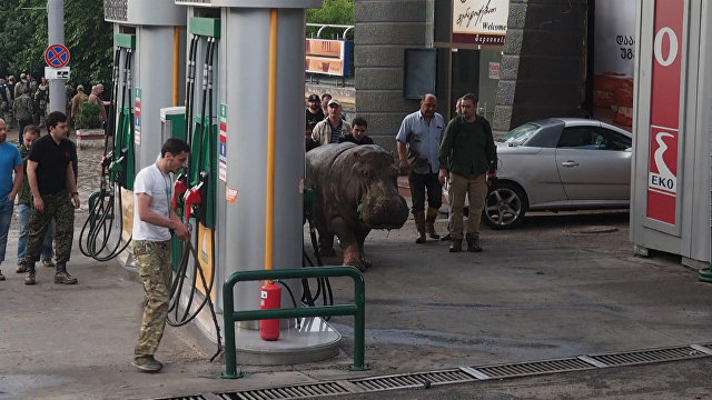 Калининградцы собирают средства для бегемота из тбилисского зоопарка