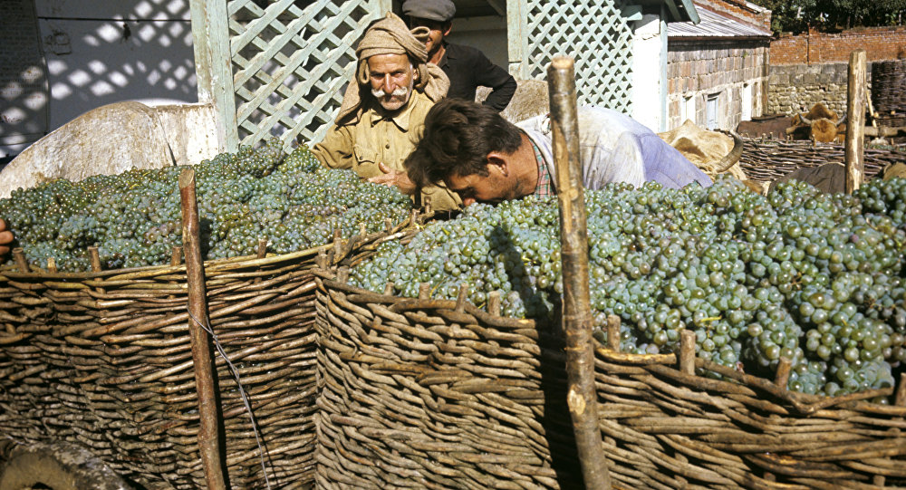 В рамках "Ртвели" в Кахети переработано более 14,3 тыс. тонн винограда