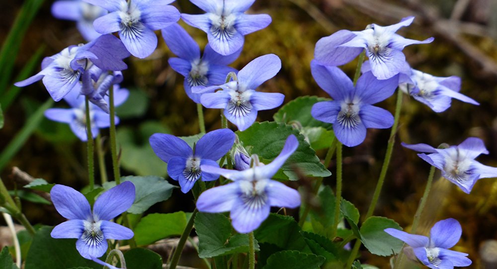 ����: sputnik-georgia.ru