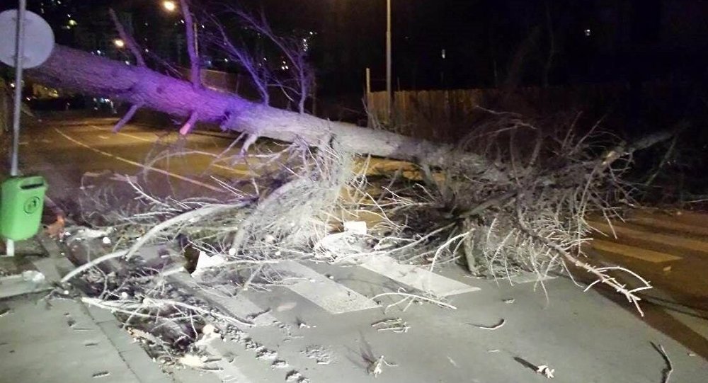 Фото: sputnik-georgia.ru