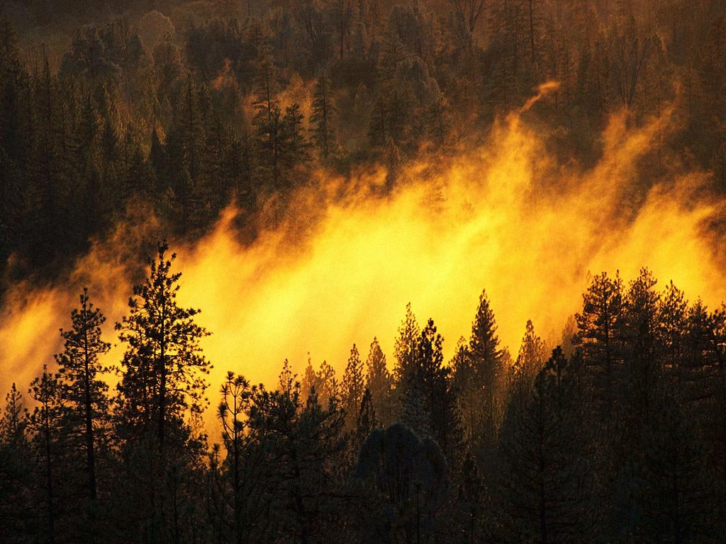 Image result for пожары в Грузии фото