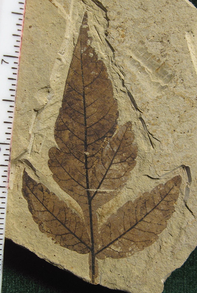 Rhus malloryi - თუთუბოს ფოთლის გაქვავებული ნაშთი, რომელიც მეცნიერთა აზრით 49 მილიონი წლისაა Rhus malloryi - თუთუბოს ფოთლის გაქვავებული ნაშთი, რომელიც მეცნიერთა აზრით 49 მილიონი წლისაა