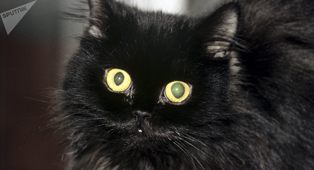 ÐšÐ°Ñ€Ñ‚Ð¸Ð½ÐºÐ¸ Ð¿Ð¾ Ð·Ð°Ð¿Ñ€Ð¾ÑÑƒ Ñ‡ÐµÑ€Ð½Ñ‹Ðµ ÐºÐ¾ÑˆÐºÐ¸